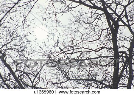 Sun Behind Branches View Large Photo Image Stock Image - Sun Behind Branches. Fotosearch