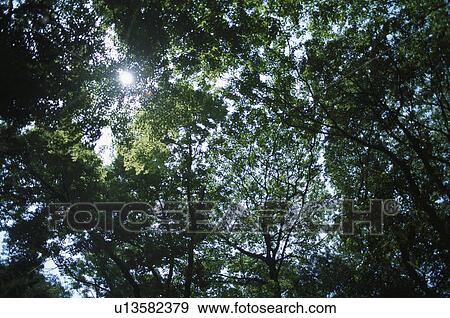 Sun Through Trees View Large Photo Image Stock Photo - Sun Through Trees. Fotosearch