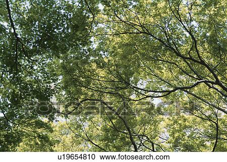 Stock Image - Sunlight Through Branches. Fotosearch