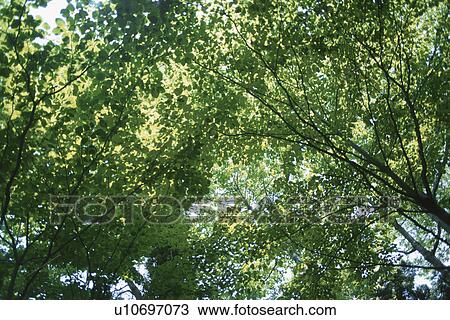 Sunlight Through Leaves View Large Photo Image Stock Image - Sunlight Through Leaves. Fotosearch