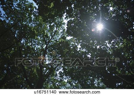 Stock Image - Sunlight Through Trees. Fotosearch