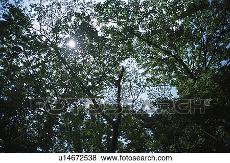Stock Photo - Sunlight Through Trees. Fotosearch