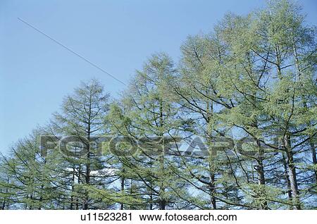 The Sky And Trees View Large Photo Image Stock Image - The Sky And Trees. Fotosearch