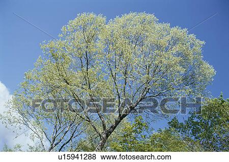 Stock Photo - The Sky And Trees. Fotosearch