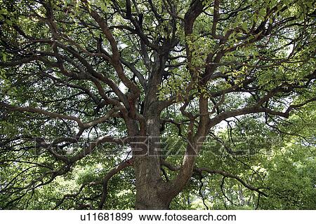 Stock Photo - The Tree Looked Up At From The Bottom. Fotosearch
