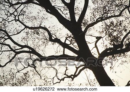 Stock Image - Tree In Silhouette. Fotosearch