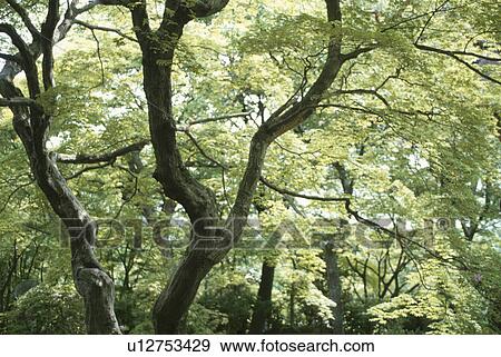 Stock Photo - Tree. Fotosearch