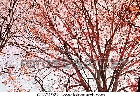 Tree With Red Leaves View Large Photo Image Stock Image - Tree With Red Leaves. Fotosearch