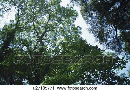 Trees View Large Photo Image Stock Image - Trees. Fotosearch
