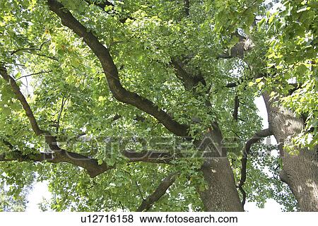Stock Photo - Trees. Fotosearch