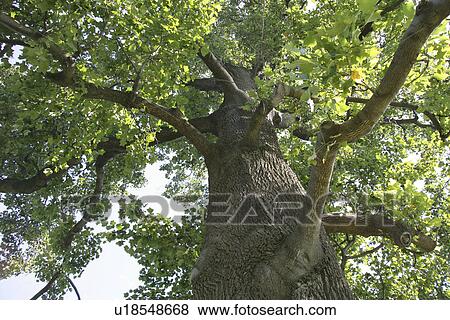 Stock Photo - Trees. Fotosearch