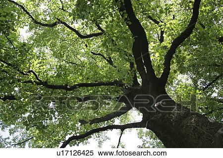 Trees View Large Photo Image Stock Photography - Trees. Fotosearch