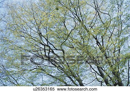 Stock Photography - Trees. Fotosearch