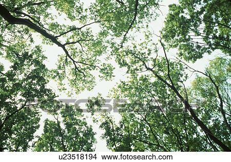 Treetops View Large Photo Image Picture - Treetops. Fotosearch