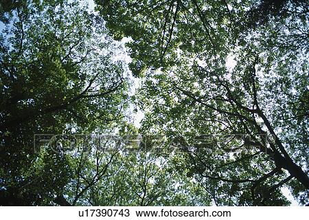 Treetops View Large Photo Image Stock Image - Treetops. Fotosearch