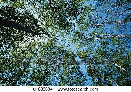Stock Image - Treetops. Fotosearch
