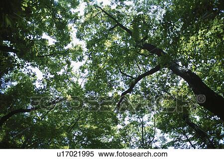 Stock Photography - Treetops. Fotosearch