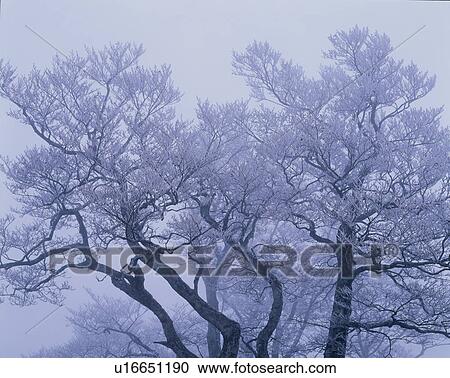 Winter Tree View Large Photo Image Stock Image - Winter Tree. Fotosearch