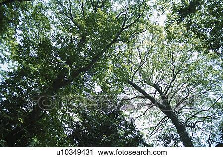 Stock Image - Woodland. Fotosearch