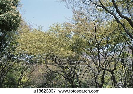 Woodland View Large Photo Image Stock Photo - Woodland. Fotosearch