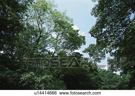 Stock Photograph - Woodland. Fotosearch