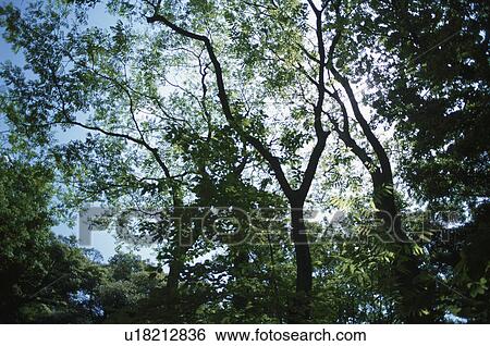 Stock Photograph - Woodland. Fotosearch