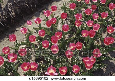 Stock Image - A Pink Tulip. Fotosearch