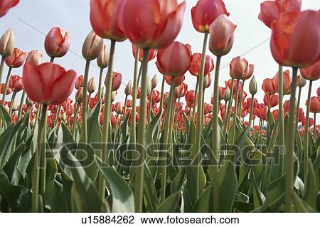 A Pink Tulip View Large Photo Image Stock Image - A Pink Tulip. Fotosearch