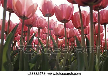 A Pink Tulip View Large Photo Image Stock Image - A Pink Tulip. Fotosearch