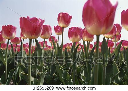 Stock Photo - A Pink Tulip. Fotosearch
