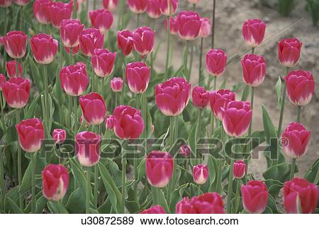 Stock Photo - A Pink Tulip. Fotosearch