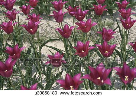 A Purple Tulip View Large Photo Image Stock Image - A Purple Tulip. Fotosearch