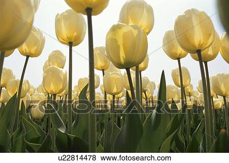 Stock Photo - A Yellow Tulip. Fotosearch
