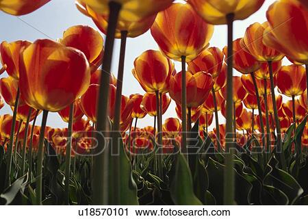 An Orange Tulip View Large Photo Image Stock Image - An Orange Tulip. Fotosearch