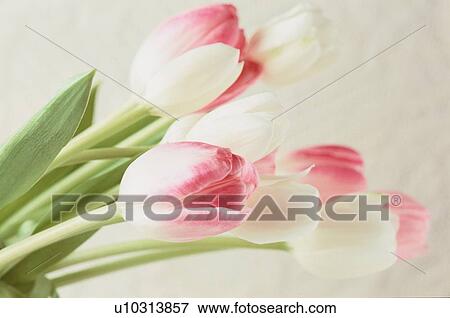 Bunch Of Tulips View Large Photo Image Stock Photo - Bunch Of Tulips. Fotosearch