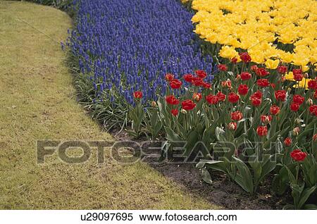 Stock Photography - Flower Bed. Fotosearch