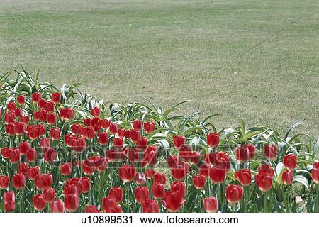 Stock Image - Red Tulips. Fotosearch