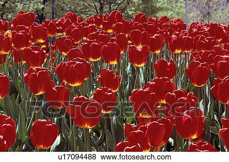 Stock Photo - Red Tulips. Fotosearch