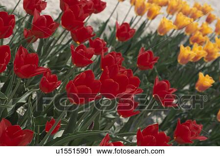 Stock Image - The Tulip Of Yellow And Red. Fotosearch