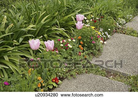 Stock Image - The Way Of A Tulip And A Stone. Fotosearch