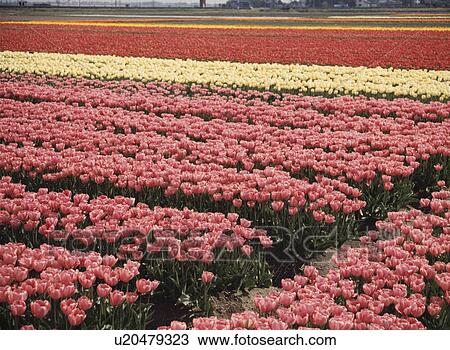 Tulip Field View Large Photo Image Stock Image - Tulip Field. Fotosearch