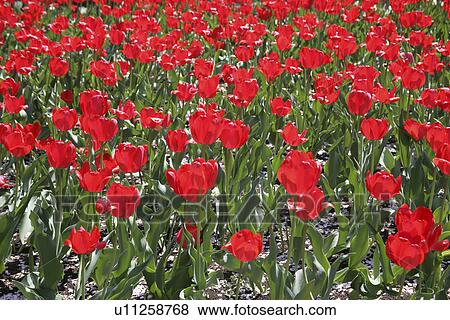 Tulip Field View Large Photo Image Stock Photo - Tulip Field. Fotosearch