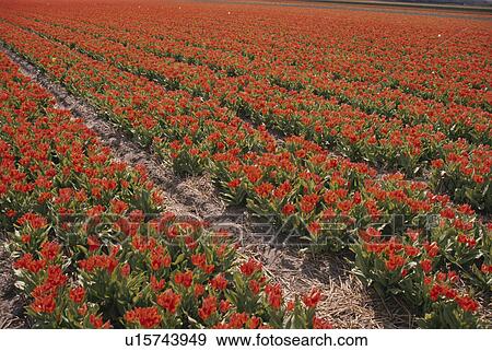 Tulip Field View Large Photo Image Stock Photo - Tulip Field. Fotosearch