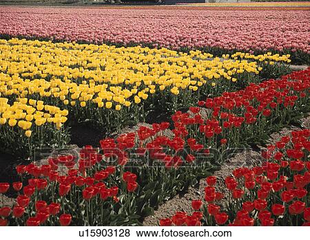 Tulip Field View Large Photo Image Stock Photo - Tulip Field. Fotosearch