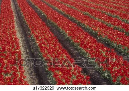 Stock Photo - Tulip Field. Fotosearch