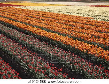 Tulip Field View Large Photo Image Stock Photo - Tulip Field. Fotosearch