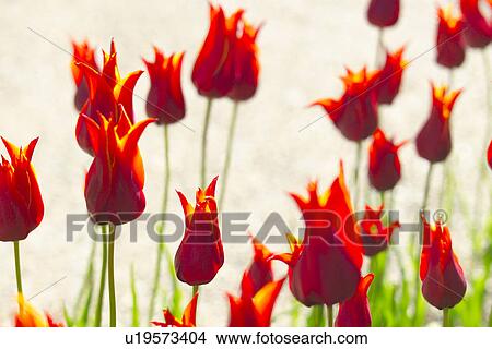 Tulip View Large Photo Image Picture - Tulip. Fotosearch