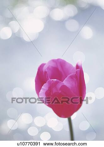 Stock Image - Tulip. Fotosearch