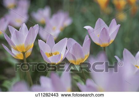 Tulip View Large Photo Image Stock Image - Tulip. Fotosearch