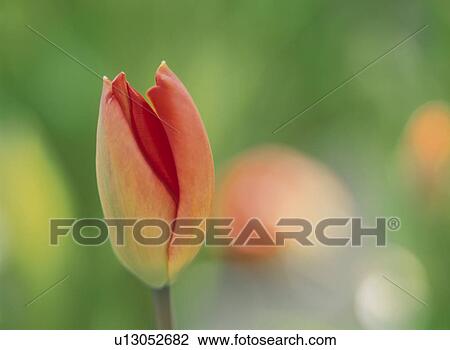 Tulip View Large Photo Image Stock Image - Tulip. Fotosearch